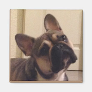 Aimant Bouledogue français