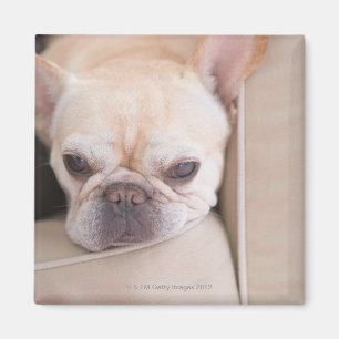 Aimant Bouledogue français se reposant sur le sofa