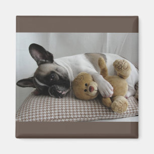 Aimant Bouledogue français Teddy French Bulldog