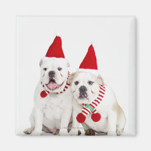 Aimant Bouledogues blancs