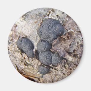 Aimant Boules de carbone (Daldinia concentrica) Champigno