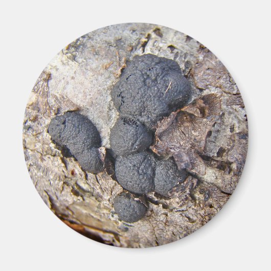 Aimant Boules de carbone (Daldinia concentrica) Champigno (Devant)