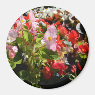 Aimant Bouquet des bégonias…