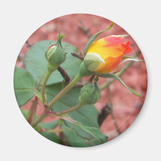 Aimant bourgeon rose jaune et orange (Devant)