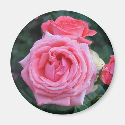 Aimant Bourgeons de Rose Rose (Devant)