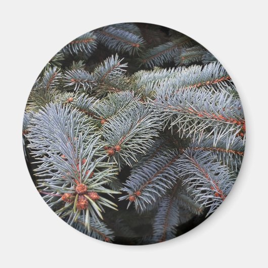 Aimant bourgeons de sapin (Devant)