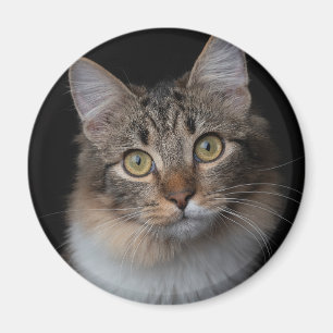 Aimant bouton chat