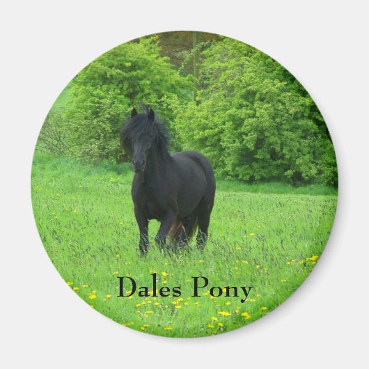 Aimant Bouton Dales Pony (Devant)