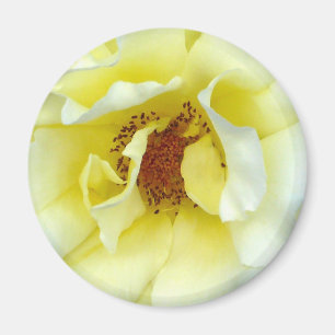 Aimant Bouton dernier Rose d'été