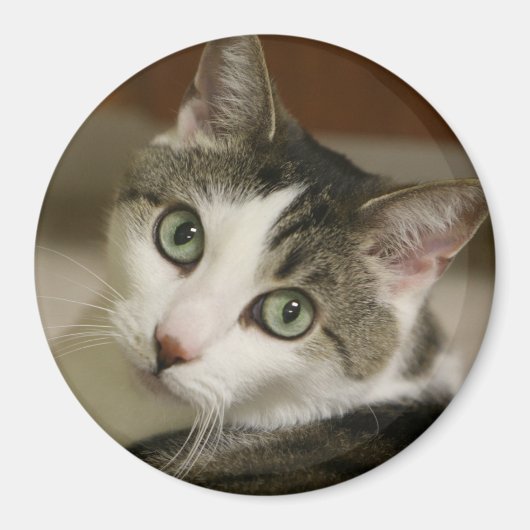 Aimant Bouton Tiger le plus fin (Devant)