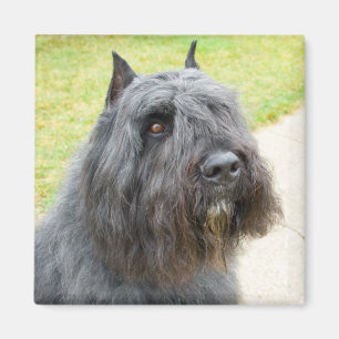 Aimant Bouvier des Flandres