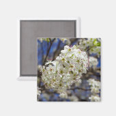 Aimant Bradford Pear Blooms (Recto/Verso)