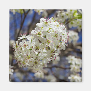 Aimant Bradford Pear Blooms