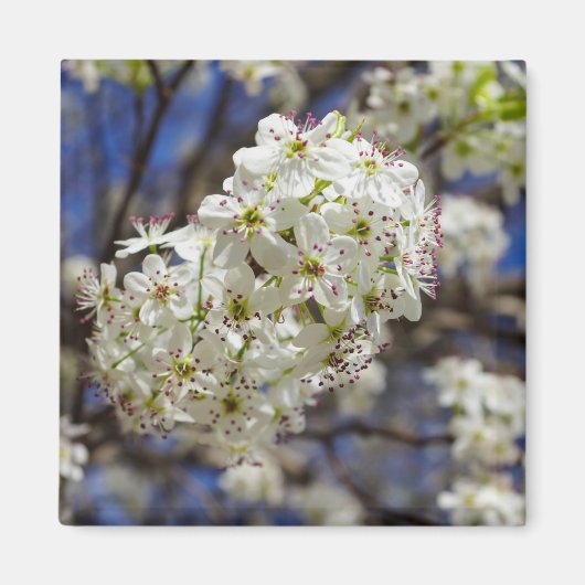 Aimant Bradford Pear Blooms (Devant)