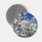 Aimant Bradford Pear Blooms (Recto/Verso)