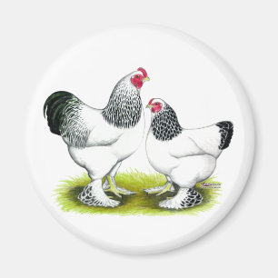 Aimant Brahma : Lumière