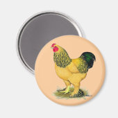 Aimant Brahma : Rooster Buff (Recto/Verso)