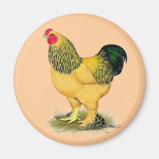 Aimant Brahma : Rooster Buff (Devant)
