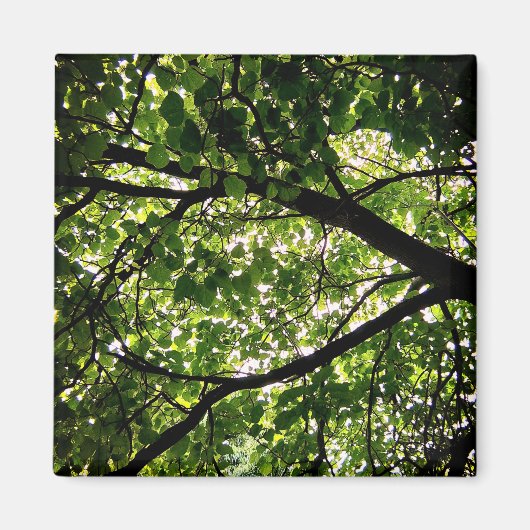 Aimant Branches (Devant)