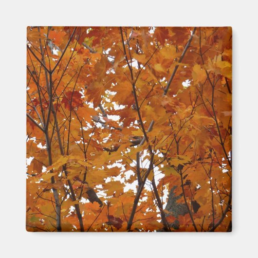 Aimant Branches de Feuilles d'érable I Orange Automne (Devant)