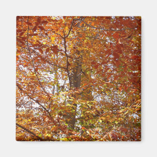 Aimant Branches de la nature d'automne Feuille orange