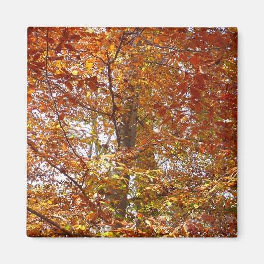 Aimant Branches de la nature d'automne Feuille orange (Devant)