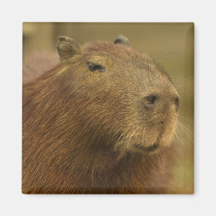 Aimant Brésil, Pantanal, Matto Grosso. Capybara