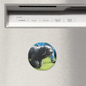 Aimant Bride (In Situ (Lave-vaisselle))