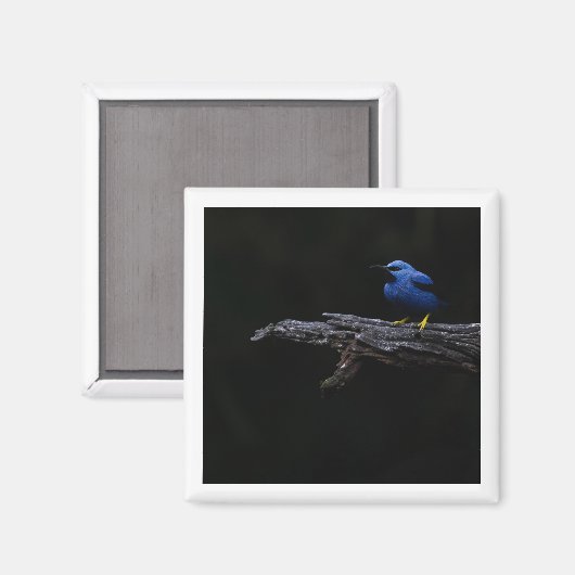 Aimant brillant (Recto/Verso)