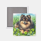 Aimant Brindle Pomeranian Shamrock (Recto/Verso)
