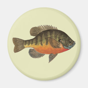 Aimant Brise de Bluegill