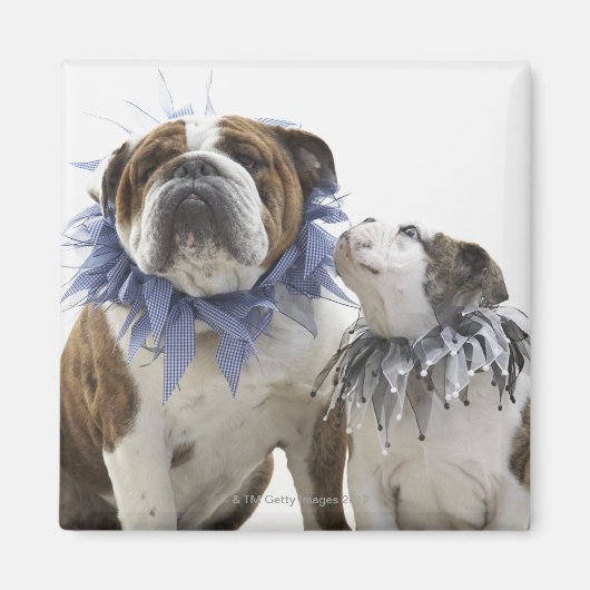 Aimant Britanniques bulldog et chiot portant un collier e (Devant)