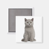 Aimant British Shorthair Kitten (Recto/Verso)