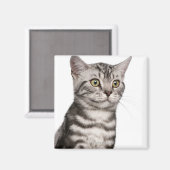 Aimant British Shorthair kitten (4 months old) (Recto/Verso)