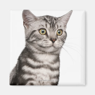 Aimant British Shorthair kitten (4 months old)