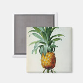 Aimant Bromelia Ananas, de 'Les Bromeliacees' (Recto/Verso)