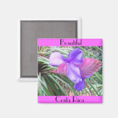 Aimant Broméliade du Costa Rica (Recto/Verso)