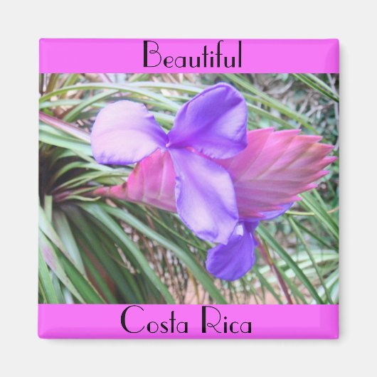 Aimant Broméliade du Costa Rica (Devant)