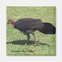 Brosse australienne (Bush) Turquie