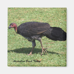 Aimant Brosse australienne (Bush) Turquie