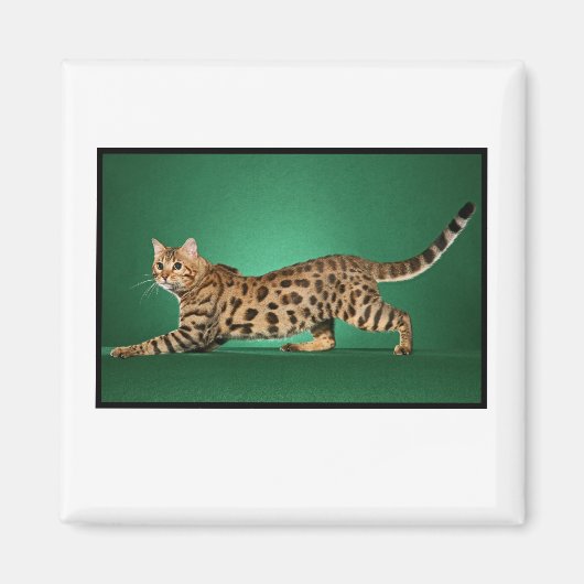 Aimant Brown au Bengale (Devant)