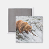 Aimant Brown Bear Catches Red Salmon (Recto/Verso)