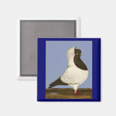 Aimant Brown Nun Pigeon (Recto/Verso)