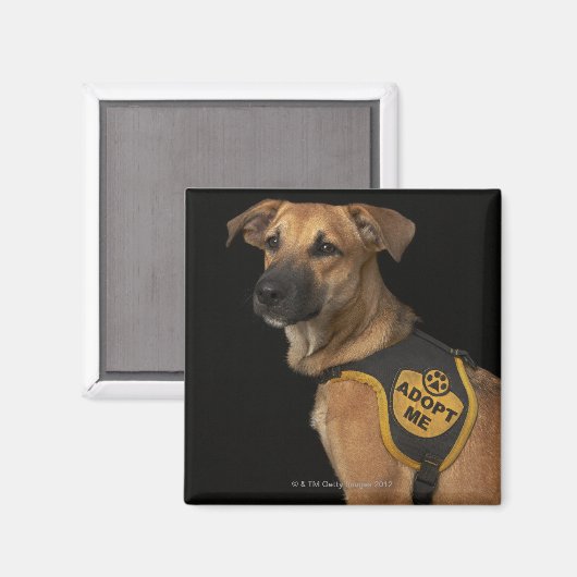 Aimant Brown rescue dog with adopt vest (Recto/Verso)