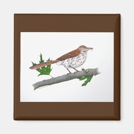 Aimant Brown Thrasher (Devant)