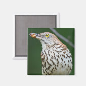 Aimant Brown Thrasher avec / Catch Of The Day Cadeaux Vêt (Recto/Verso)