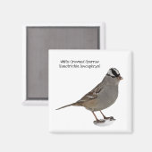 Aimant Bruant à tête blanche (Recto/Verso)