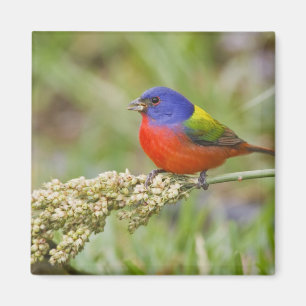 Aimant Bruant à tête noire (Passerina ciris) mâle en trai