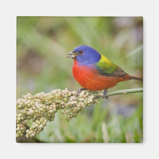 Aimant Bruant à tête noire (Passerina ciris) mâle en trai (Devant)