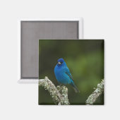 Aimant Bruant indigo, Passerina cyanea, Côtiers (Recto/Verso)